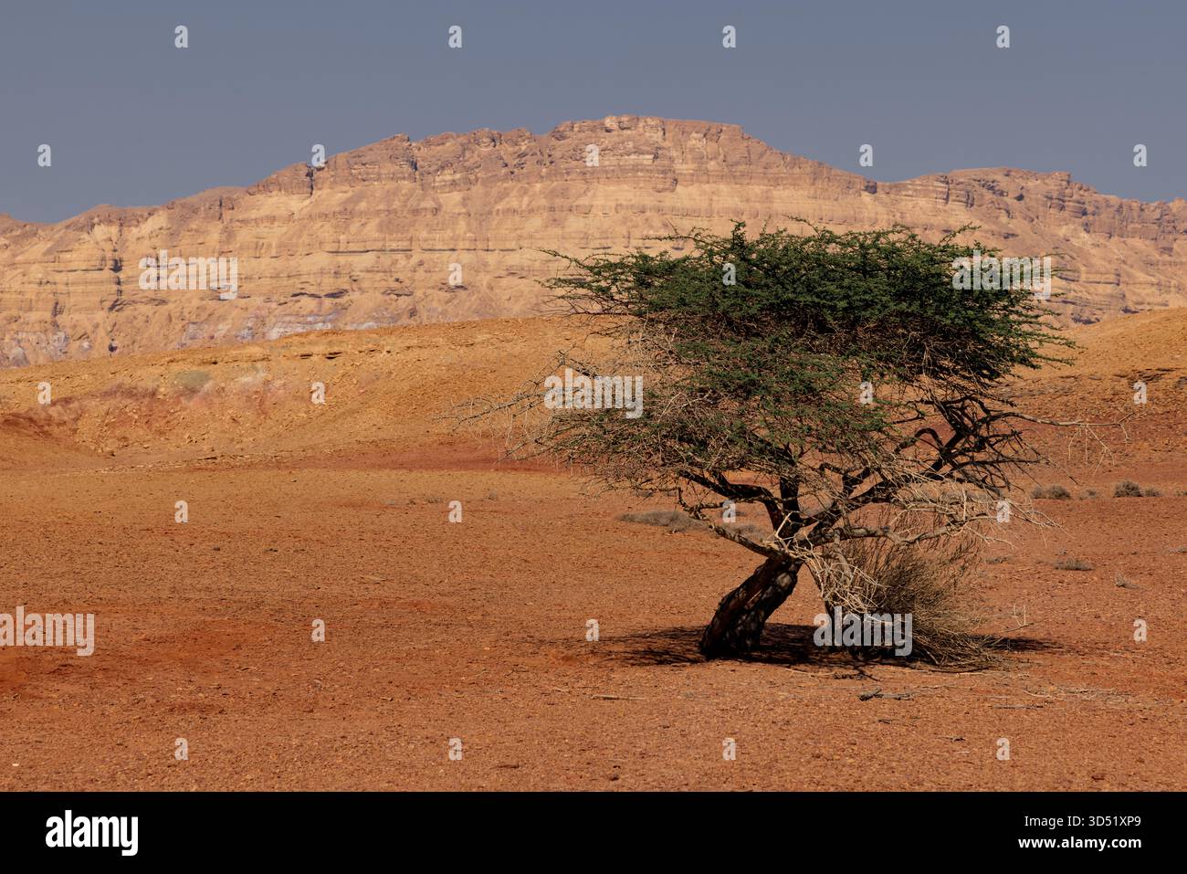 Albero solitario nel deserto del Negev, Israele. Sabbie colorate. Montagna all'orizzonte. Un bel cielo blu brillante. Foto di alta qualità Foto Stock