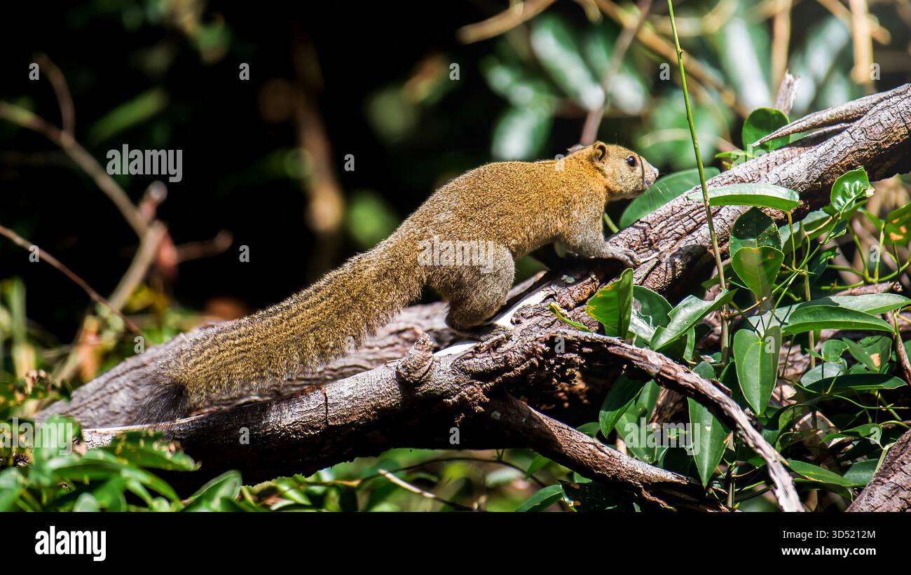 Scoiattolo che cammina lungo un ramo d'albero in una lussureggiante foresta verde, mammiferi arborei che navigano nell'habitat naturale con movimenti agili e vigili. Fotografia, non ge Foto Stock