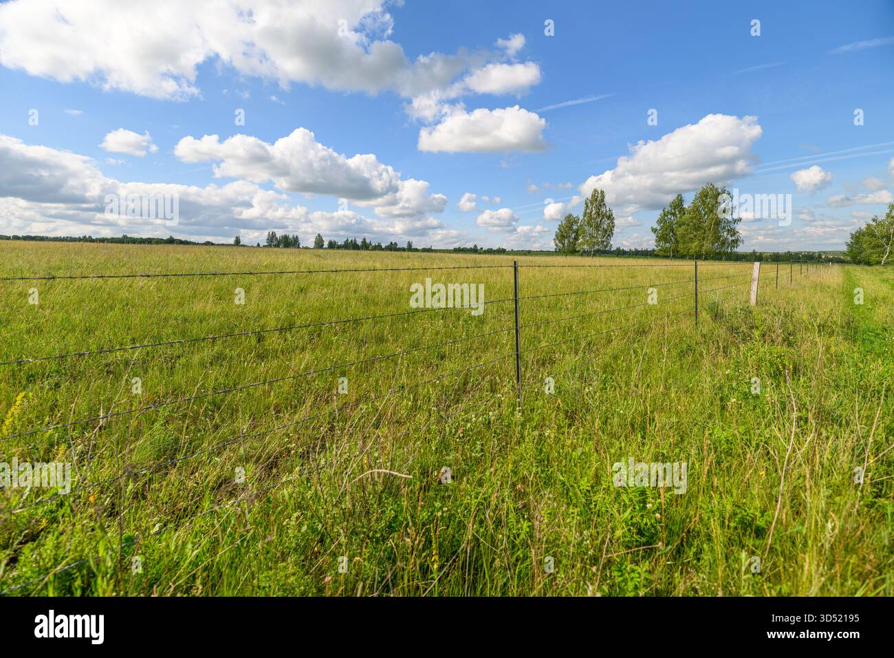 Un vivace paesaggio verde mette in risalto la bellezza dell'erba luminosa e delle soffici nuvole in un tranquillo ambiente rurale Foto Stock