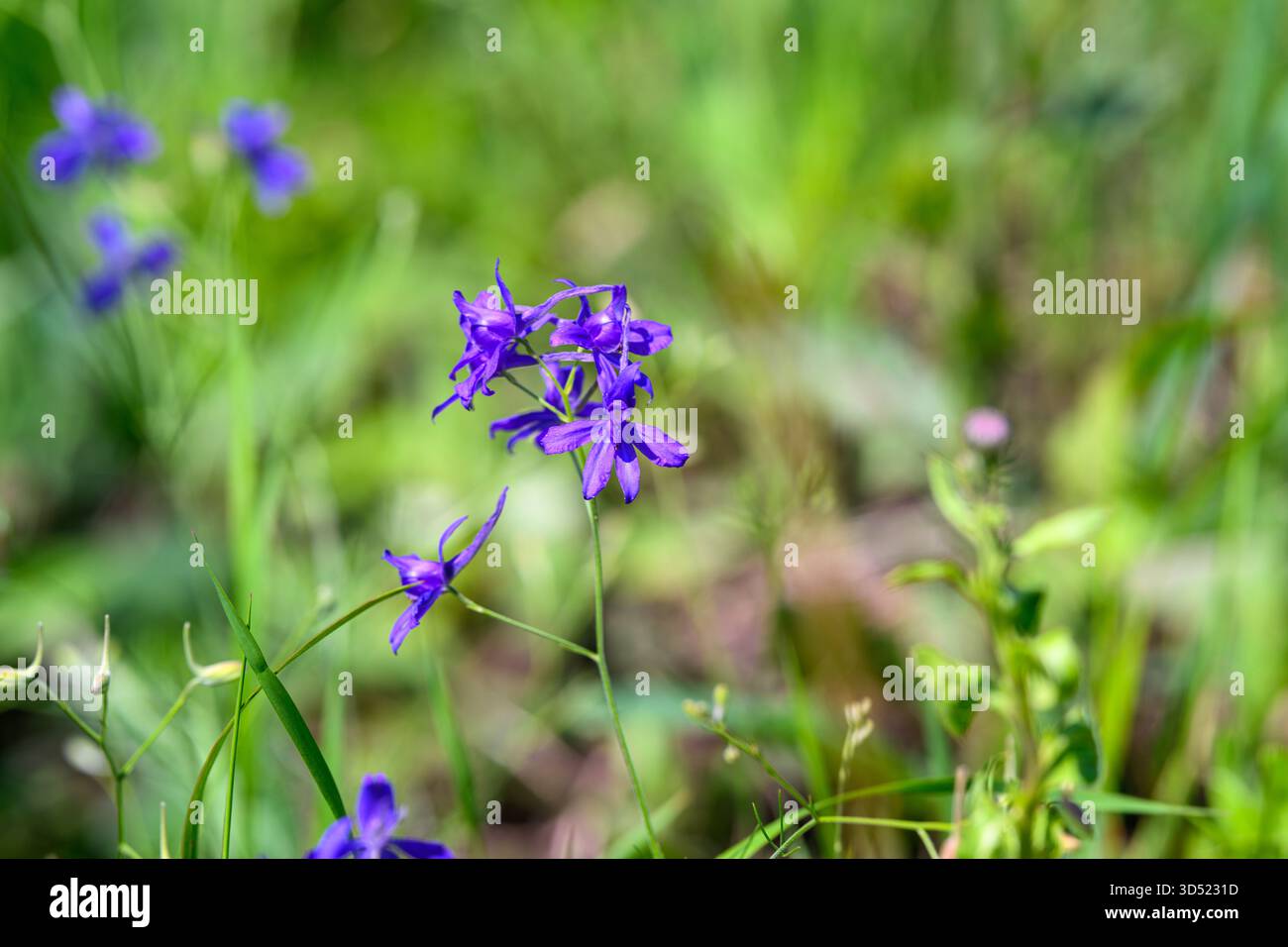 Uno splendido gruppo di vibranti fiori selvatici viola adagiati in un paesaggio verde lussureggiante che incanta l'occhio Foto Stock