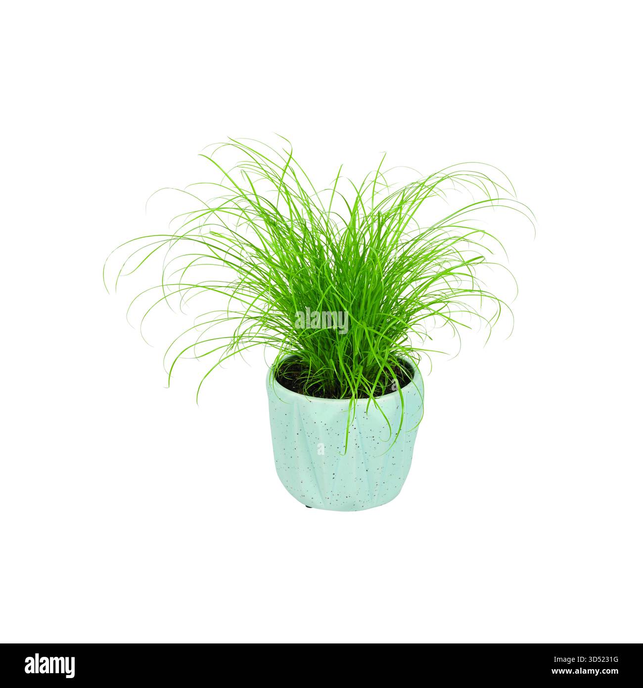 Piante verdi in vaso di ceramica, pianta domestica, isolata su bianco, ritaglio, percorso di ritaglio, Cyperus, Peperomia, Rademachera, piante in vaso, scandinavien, Foto Stock