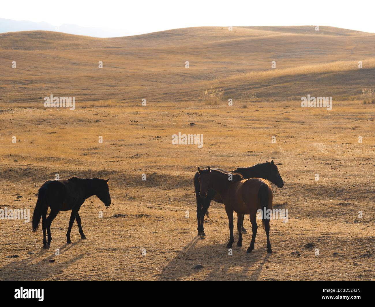 Libertà e tranquillità: Cavalli selvaggi che pascolano ai piedi dell'Asia centrale sotto i cieli aperti Foto Stock