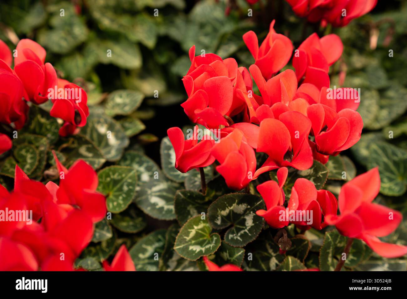 Primo piano di fiori rossi ciclaminati con foglie verdi variegate, petali vivaci e soffici bokeh di fondo in luce naturale. Foto Stock