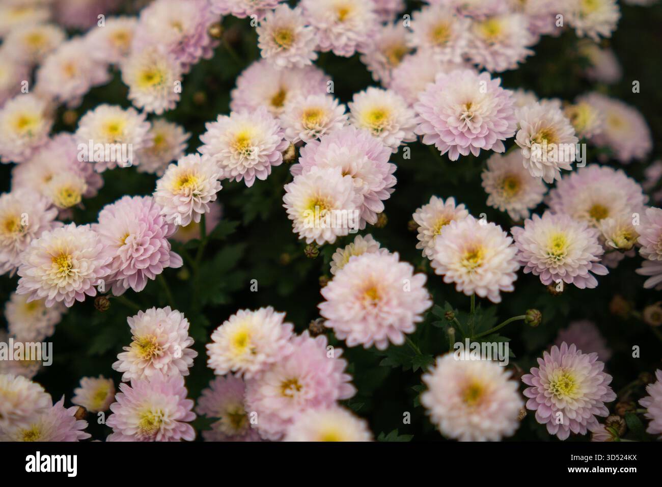Primo piano di delicati fiori di crisantemo rosa con delicati centri gialli e sfondo naturale sfocato in luce del giorno. Foto Stock