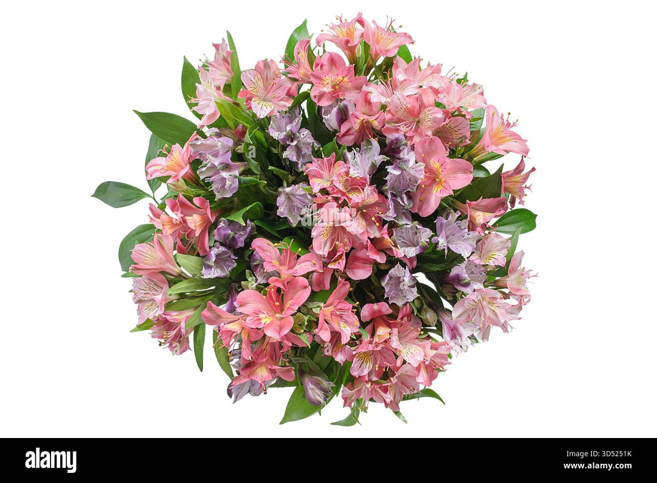 I fiori di alstroemeria rosa e viola sono isolati sul bianco Foto Stock