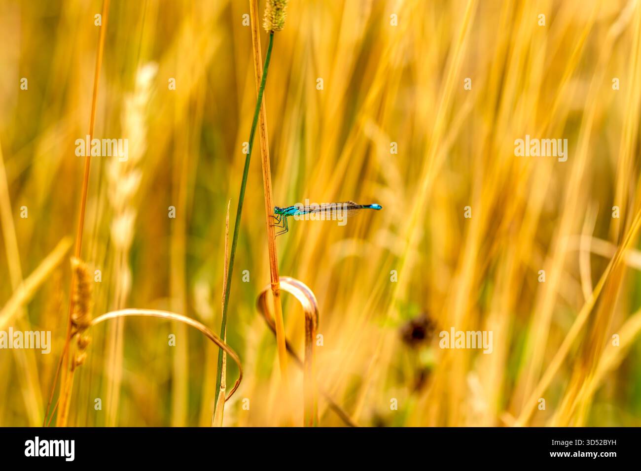 Blue Damselfly che riposa su una canna in un Golden Summer Meadow Foto Stock