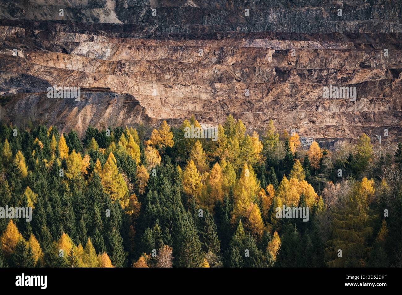 Goldgelbe Lärchen am Erzberg in den Eisenerzer Alpen bei der steirischen Stadt Eisenerz am 30.10.2025. // larici d'oro sul monte Erzberg nelle Alpi Eisenerz vicino alla città stiriana di Eisenerz il 30 ottobre 2025. - 20251030 PD16803 credito: APA-PictureDesk/Alamy Live News Foto Stock