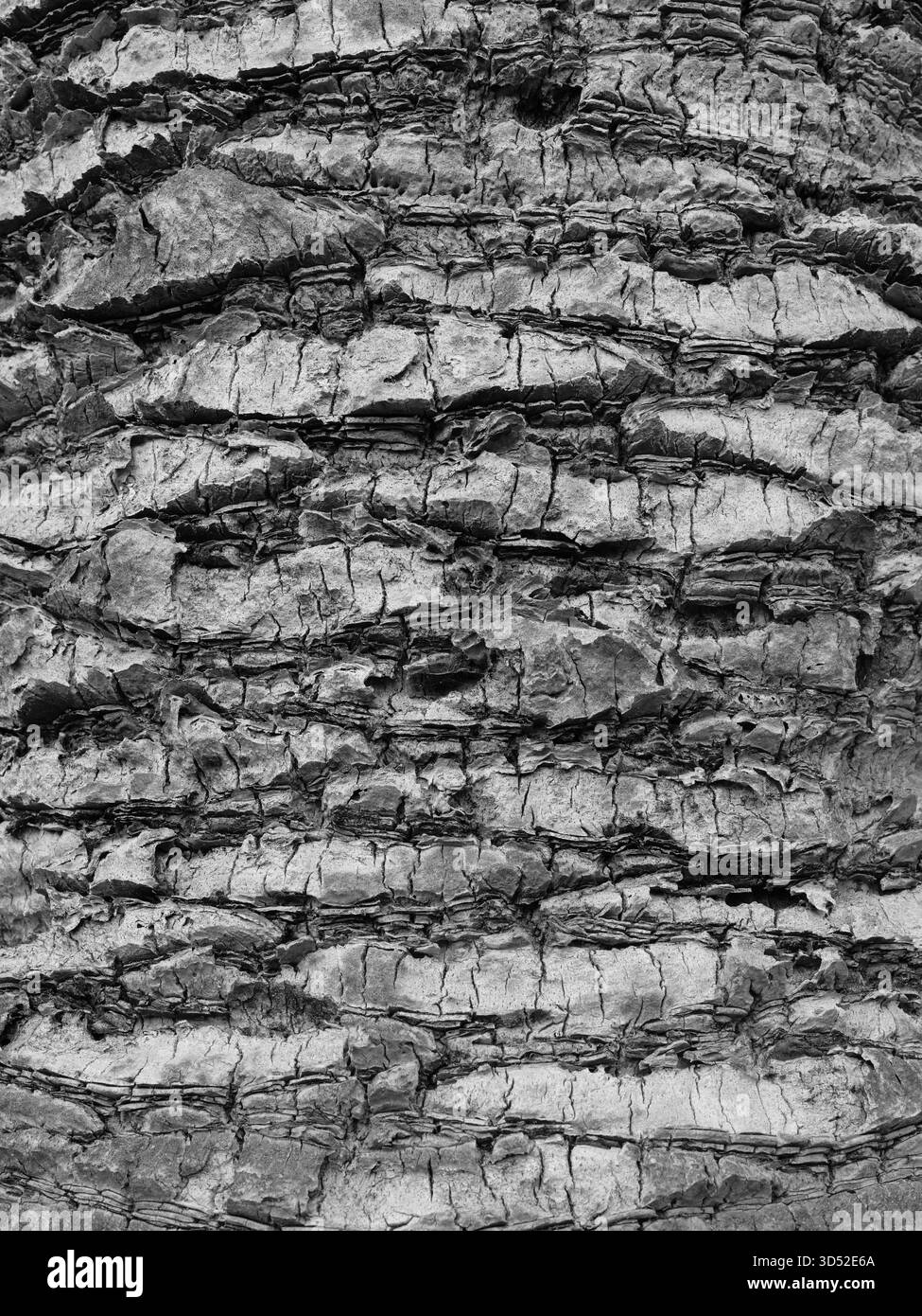 Baule di palma da appuntamento in bianco e nero. Texture scalate e contrasti di ombre chiare enfatizzati. Primo piano. Copyspace. Foto Stock