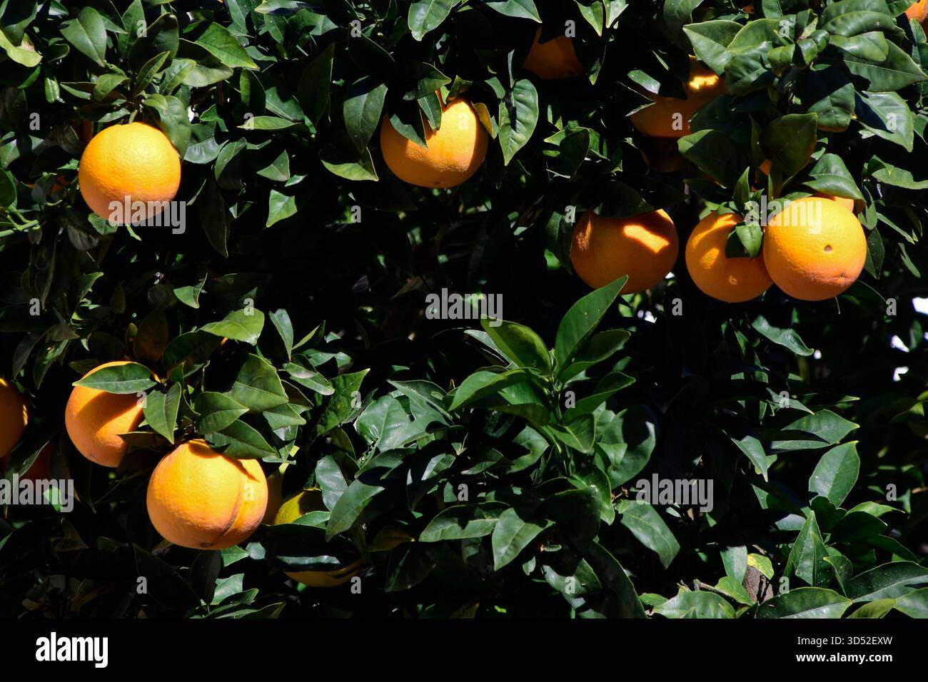 Arance. Foto Stock