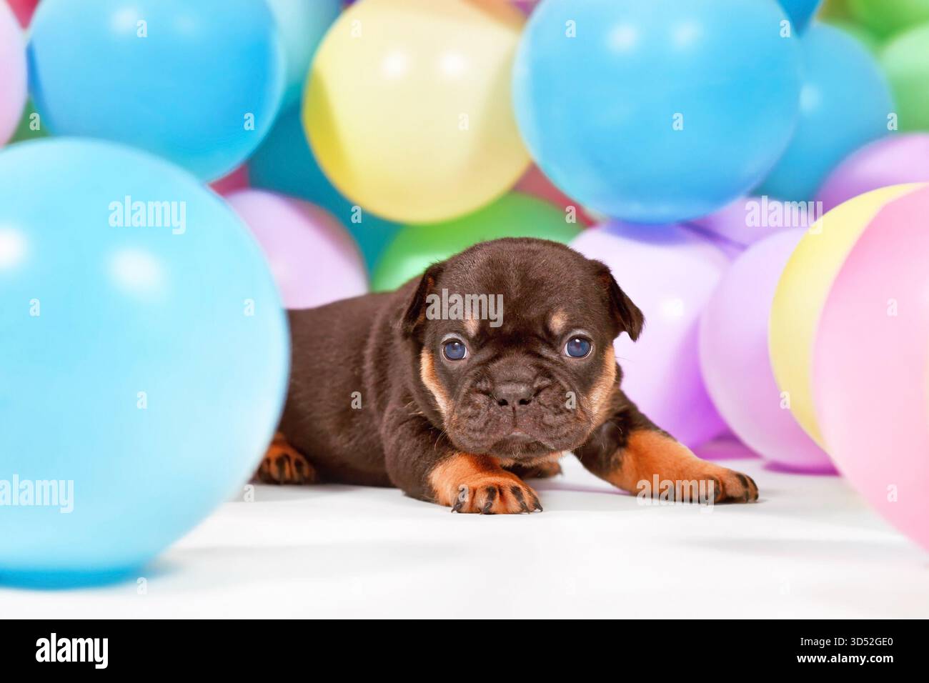 Cucciolo di cane Bulldog francese abbronzato tra palloncini colorati Foto Stock