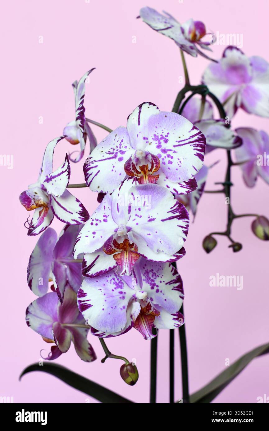 Primo piano di due fiori viola e bianco colorati dell'orchidea "Phalaenopsis Magic Art" su sfondo rosa Foto Stock