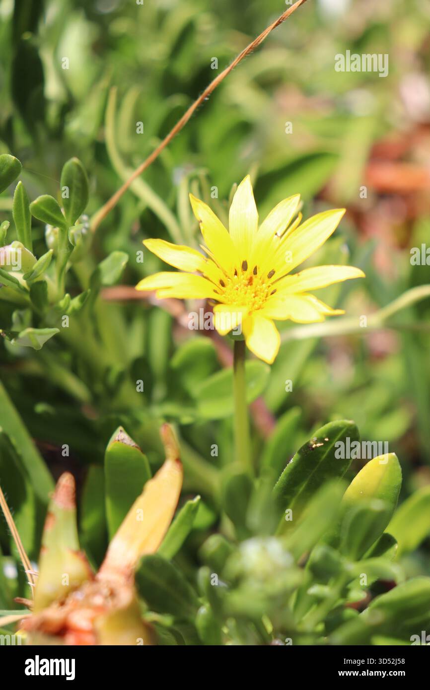 Orientamento verticale, primo piano di un vibrante fiore di campo giallo che fiorisce in un giardino, alto tra lussureggianti foglie verdi sotto la luce soffusa del sole Foto Stock