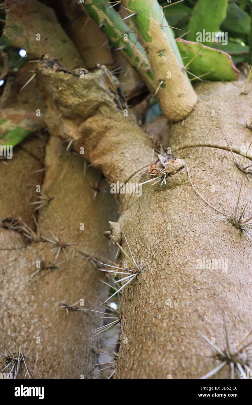 La spessa base legnosa di un cactus maturo di fichi d'India, che mostra la sua corteccia aspra e le spine difensive. Foto Stock