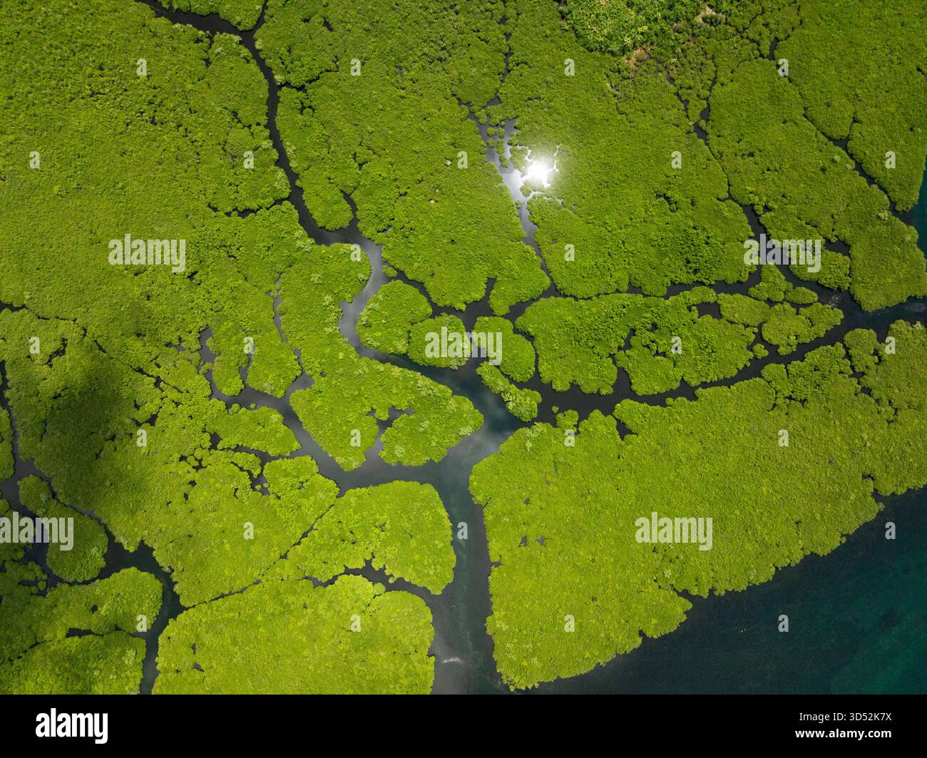 La luce del sole si riflette sui corsi d'acqua attraverso la fitta foresta di mangrovie verdi con canali stretti. Siargao, Filippine. Foto Stock
