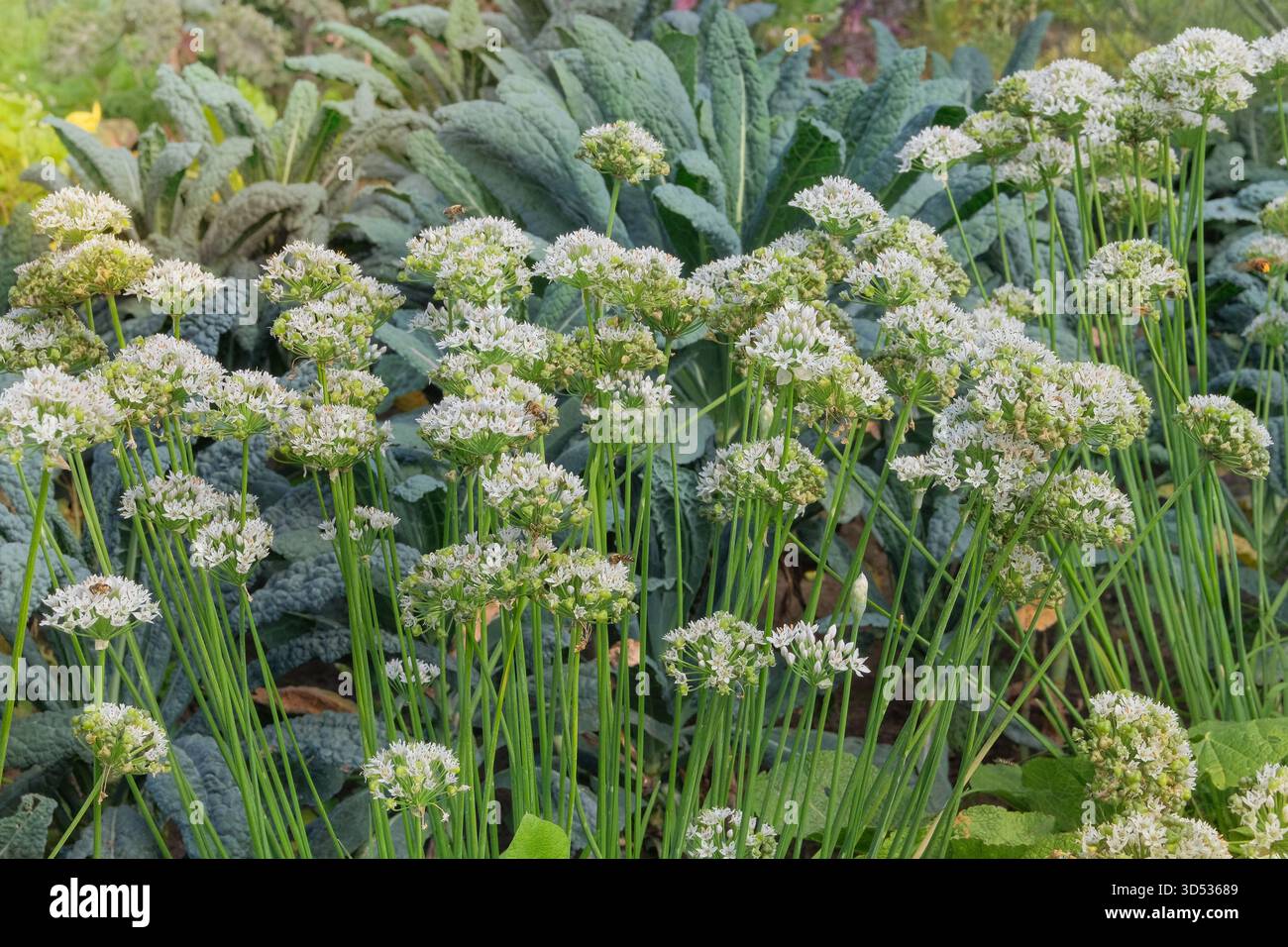 Giardino del cottage. I semi di Allium crescono nel giardino rurale. Giardinaggio biologico nelle giornate di sole. Erbe aromatiche. Testa di semi di Allium verde nel prato. Foto Stock