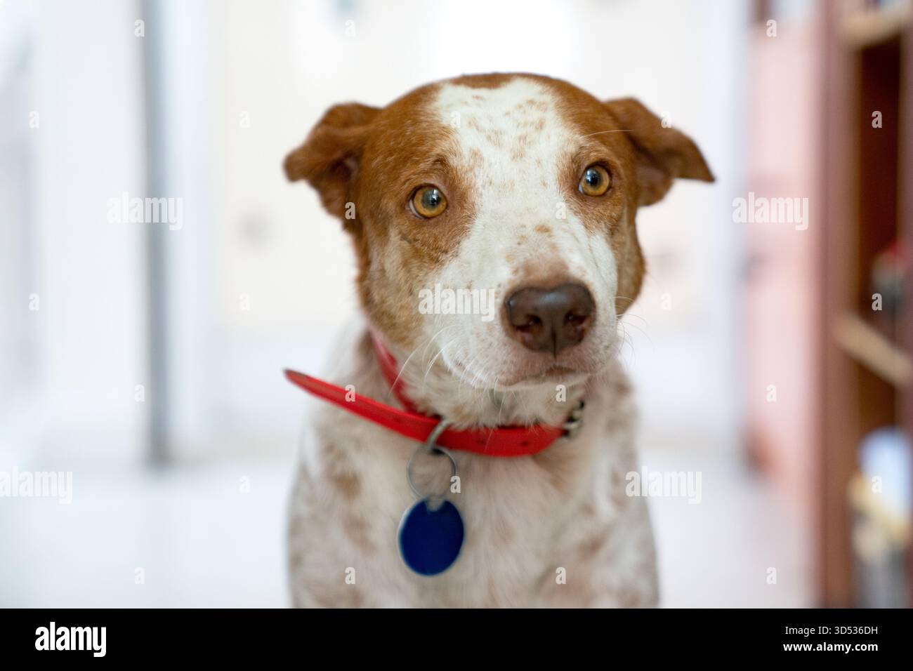Cane miscuglio bianco e marrone con colletto rosso Foto Stock