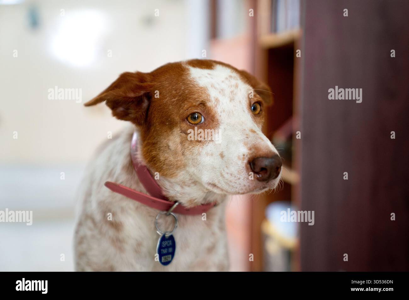 Cane miscuglio bianco e marrone con colletto rosso Foto Stock