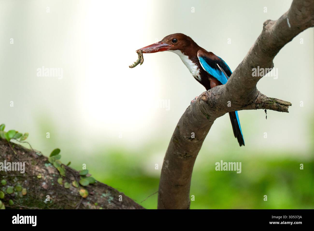 Un Kingfisher dalla gola bianca appollaiato su un ramo di albero con un verme nel becco Foto Stock