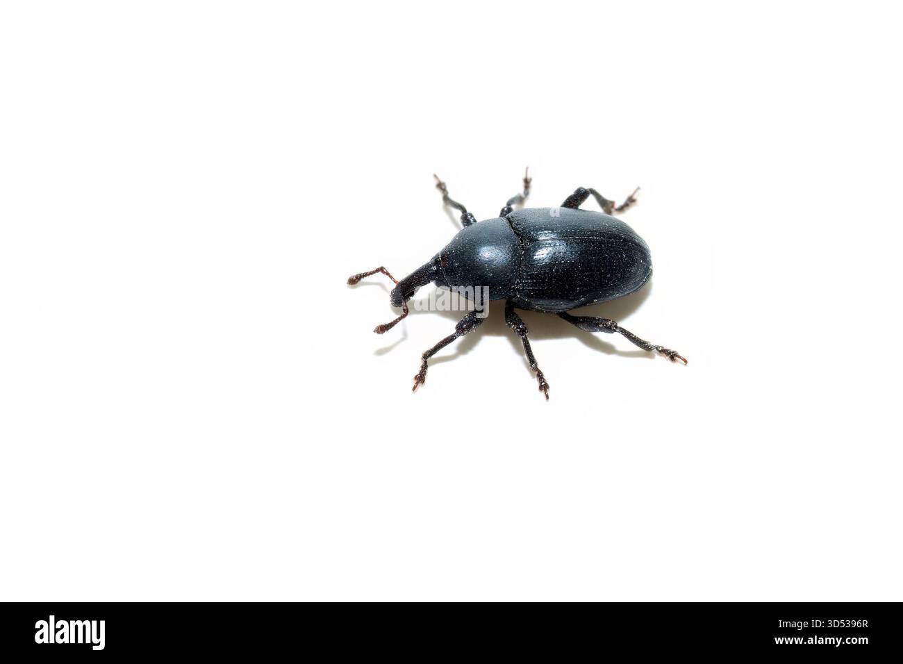 Sphenophorus striatopunctatus muso nero weevil macro isolato su sfondo bianco Foto Stock