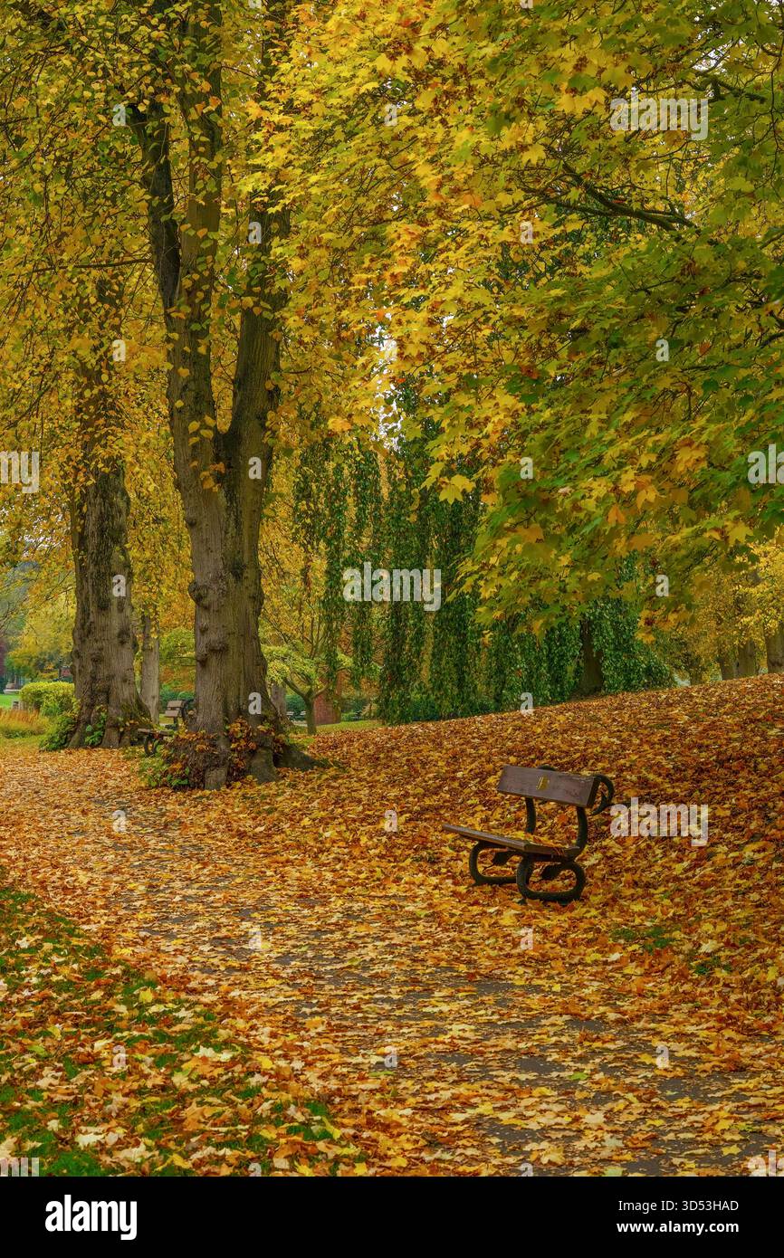 L'autunno di Fiery parte su un sentiero vicino a una panchina di legno nei Valley Gardens, Harrogate, Yorkshire, Regno Unito. Foto Stock