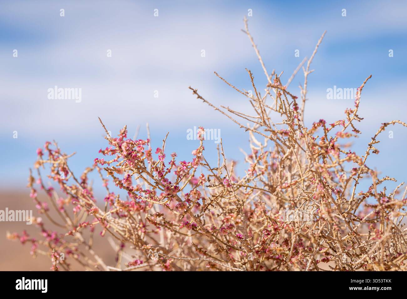 Anabasi, arbusti del deserto con delicati fiori rosa che crescono in un paesaggio arido. Primo piano di una vegetazione desertica resiliente con piccoli fiori rosa. Foto Stock