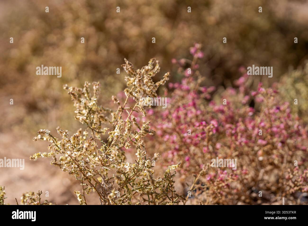 Anabasi, arbusti del deserto con delicati fiori di panna e rosa che crescono in un paesaggio arido. Primo piano di una vegetazione desertica resiliente con piccoli fiori Foto Stock