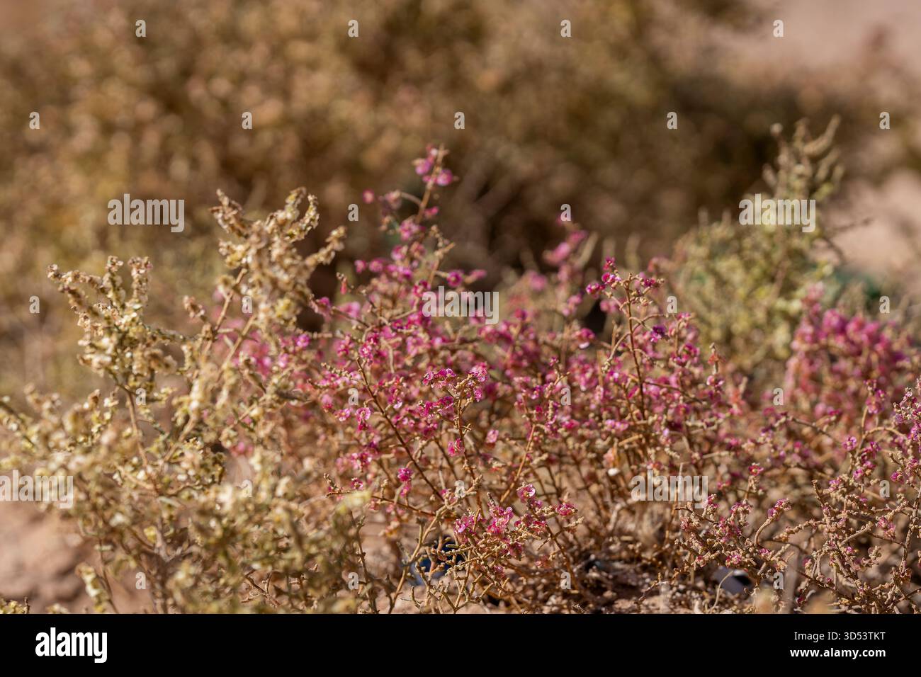Anabasi, arbusti del deserto con delicati fiori di panna e rosa che crescono in un paesaggio arido. Primo piano di una vegetazione desertica resiliente con piccoli fiori Foto Stock
