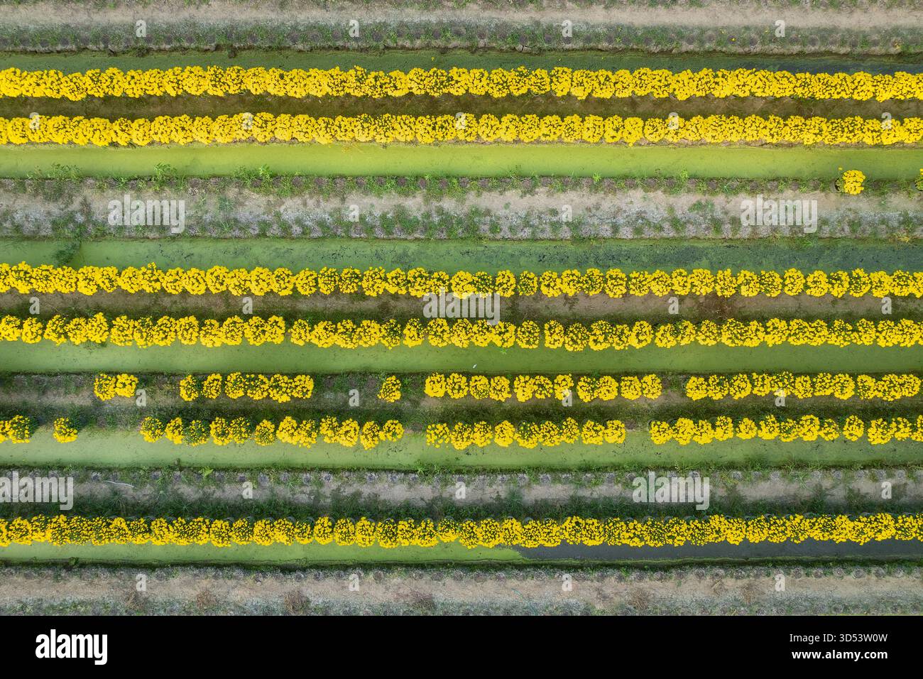 4 febbraio 2025: Panorama di un villaggio fiorito che serve la tradizionale vacanza Tet nella provincia di Tien Giang, Vietnam Foto Stock