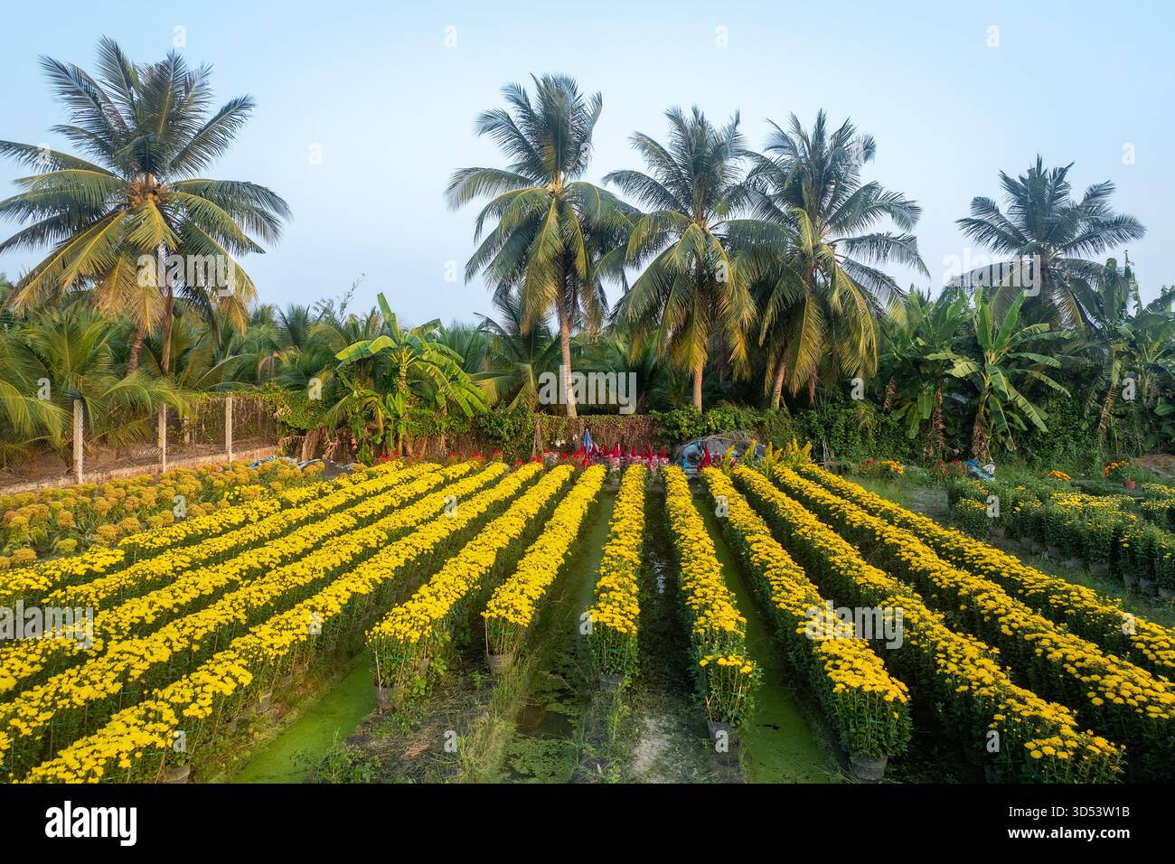 4 febbraio 2025: Panorama di un villaggio fiorito che serve la tradizionale vacanza Tet nella provincia di Tien Giang, Vietnam Foto Stock