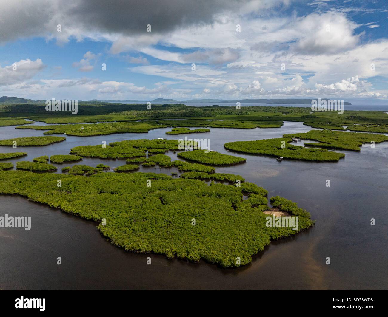 Gruppi di isole di mangrovie si stagliano in acque mareali scure, creando una vegetazione paludosa naturale sotto il cielo tropicale. Siargao, Filippine. Foto Stock