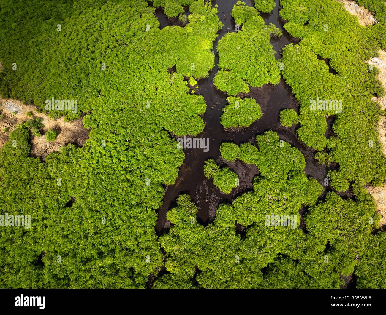 Fitta tettoia della foresta di mangrovie con canali tortuosi di acqua scura. Siargao, Filippine. Foto Stock