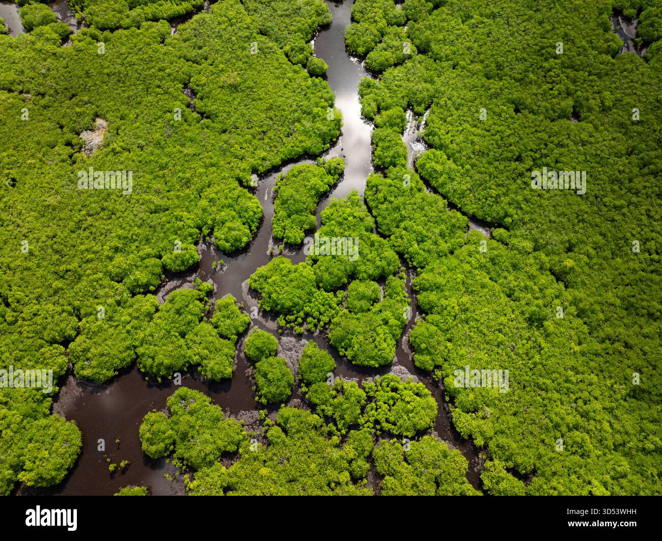 Vista droni della fitta foresta di mangrovie con tortuosi canali fluviali sotto un cielo luminoso. Siargao, Filippine. Foto Stock