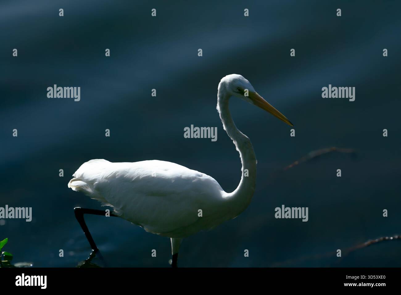 Uccelli che si godono l'acqua Foto Stock