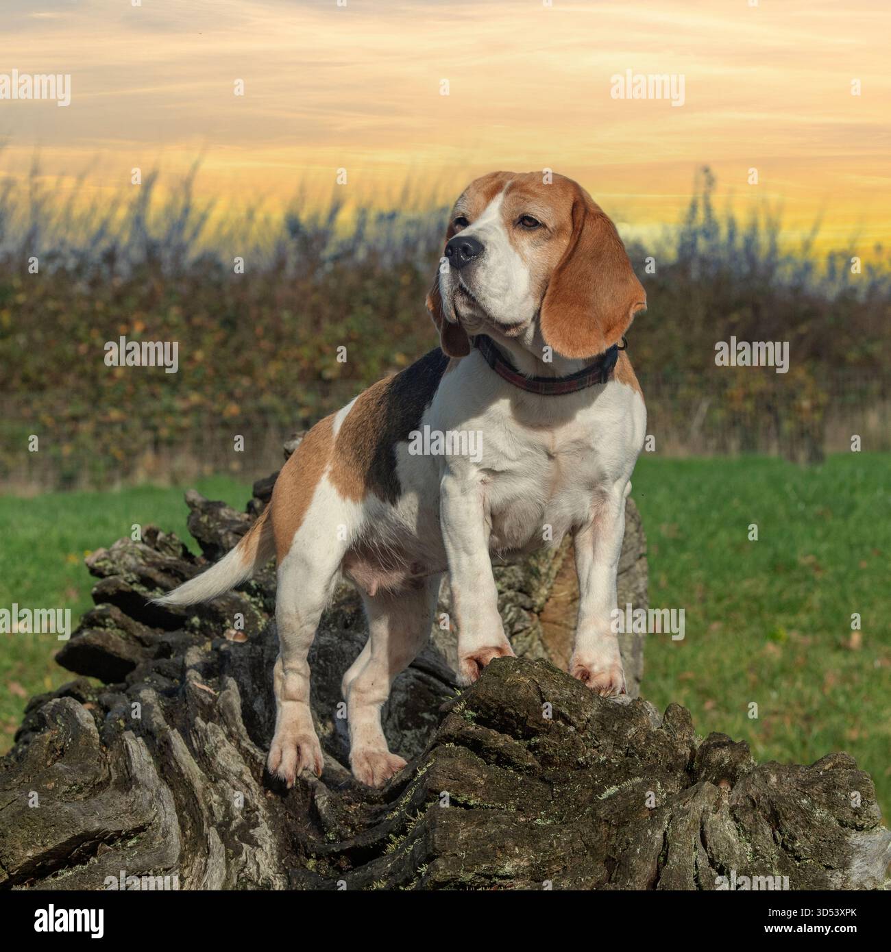 cane beagle che posa su un tronco al tramonto Foto Stock