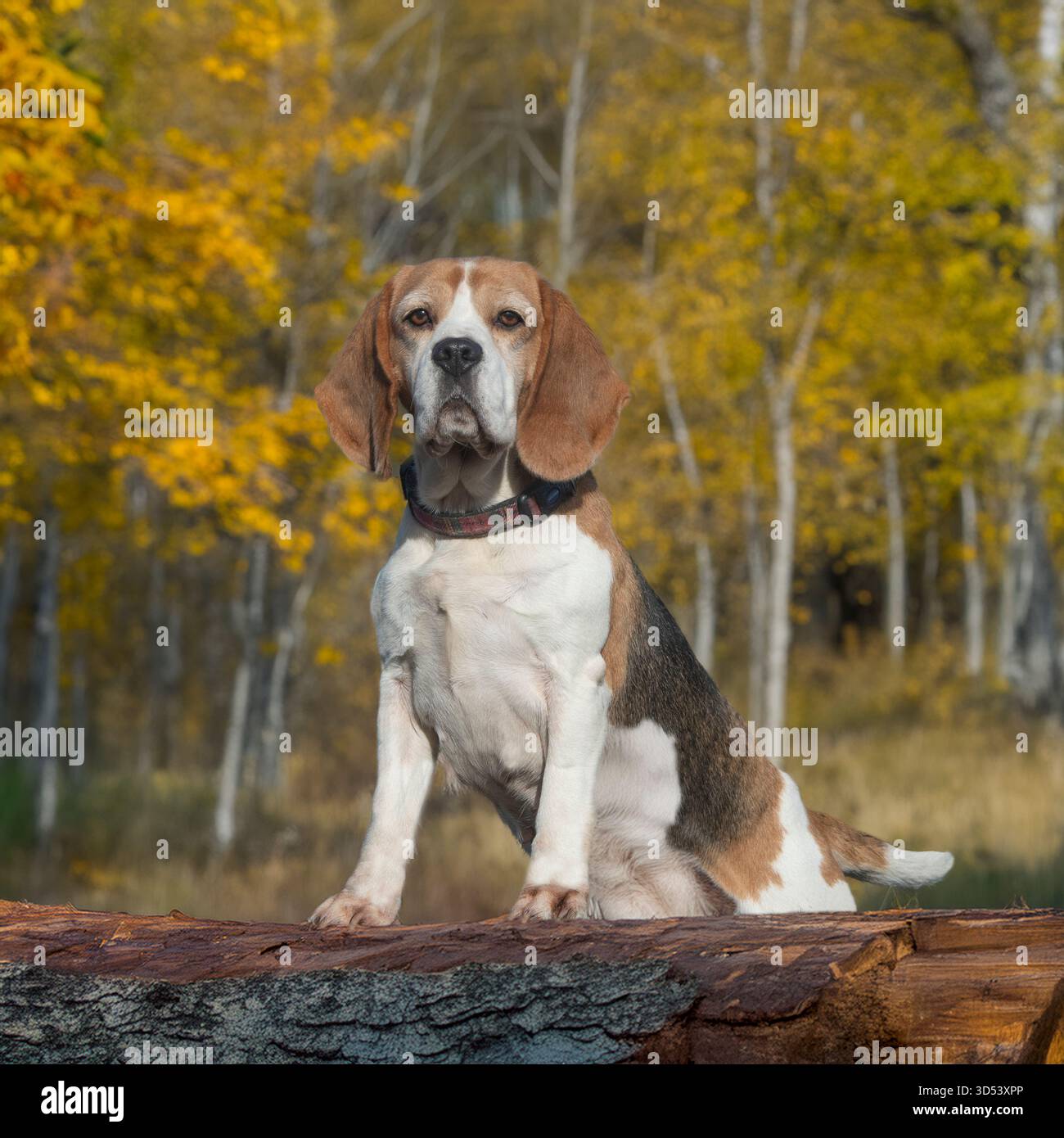 cane beagle in piedi su un tronco in foglie autunnali Foto Stock