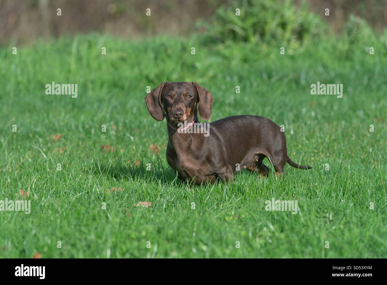 cane in miniatura in piedi sull'erba Foto Stock
