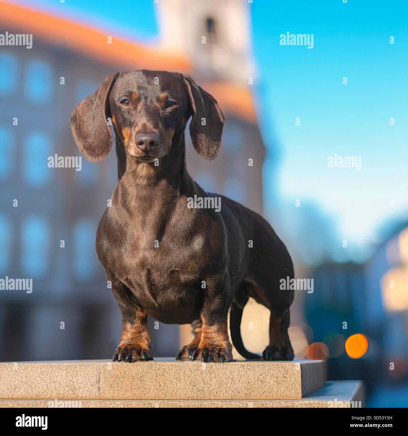un piccolo dachshund che si trova in un ambiente cittadino Foto Stock