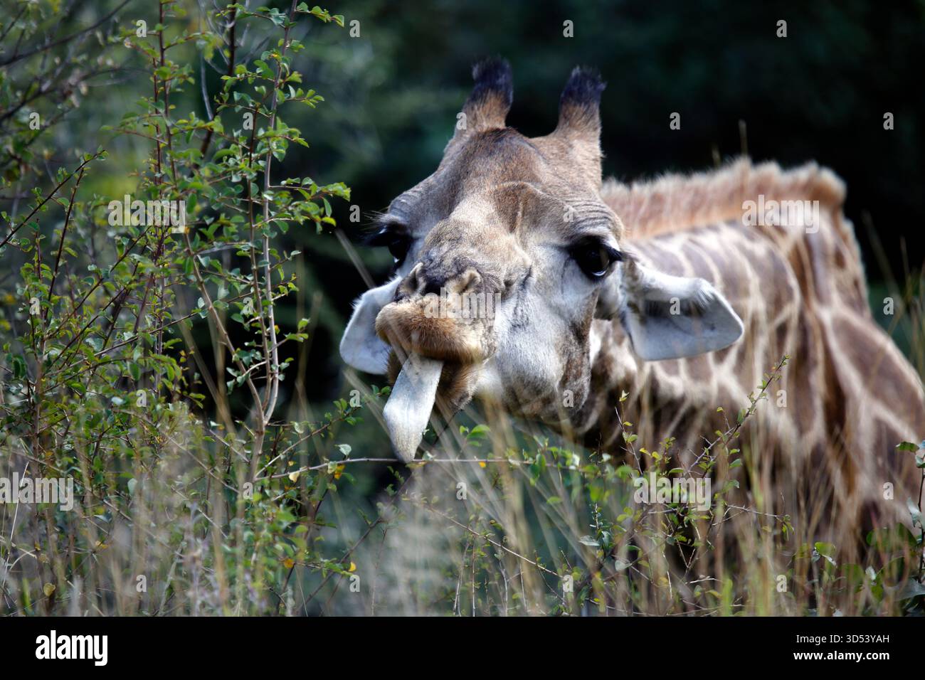 Primo piano di una giraffa che mangia foglie su un cespuglio, Kruger National Park, Sudafrica Foto Stock
