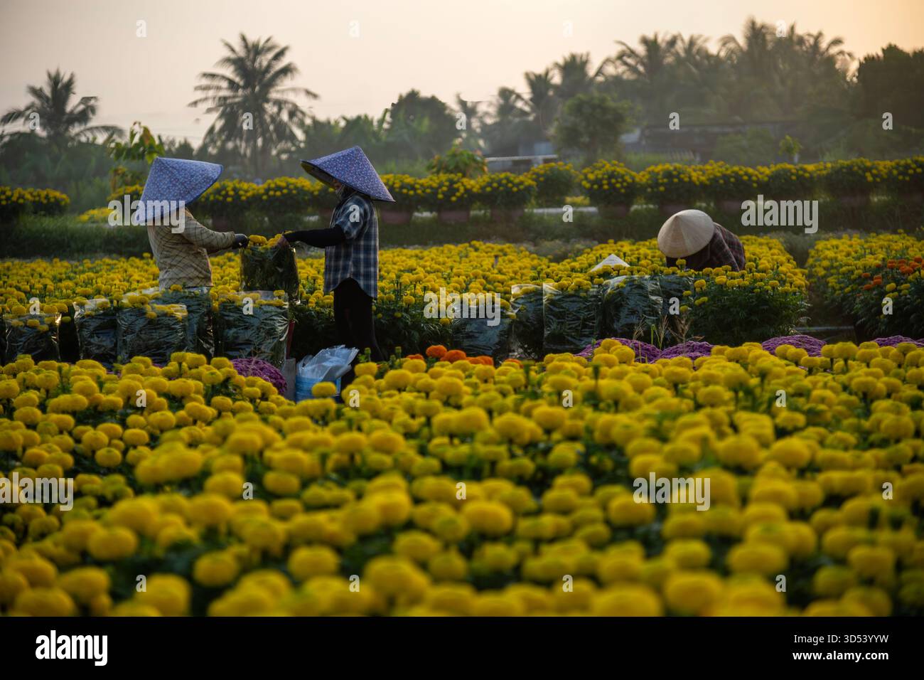 20 gennaio 2025: Una vista panoramica del villaggio di fiori Thanh Tri, provincia di Tien Giang, Vietnam, durante la stagione di picco della fioritura in preparazione del Foto Stock