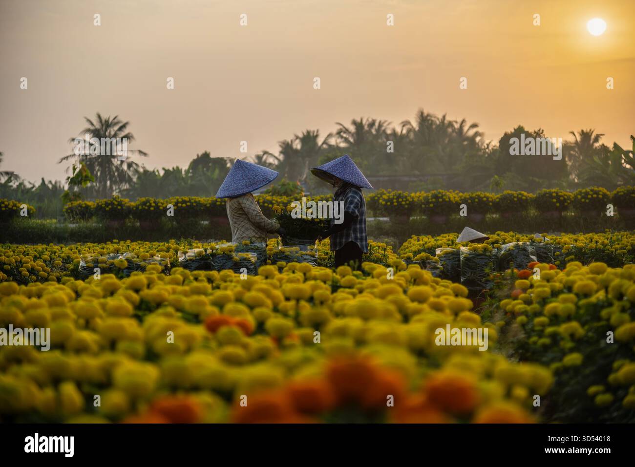 20 gennaio 2025: Una vista panoramica del villaggio di fiori Thanh Tri, provincia di Tien Giang, Vietnam, durante la stagione di picco della fioritura in preparazione del Foto Stock