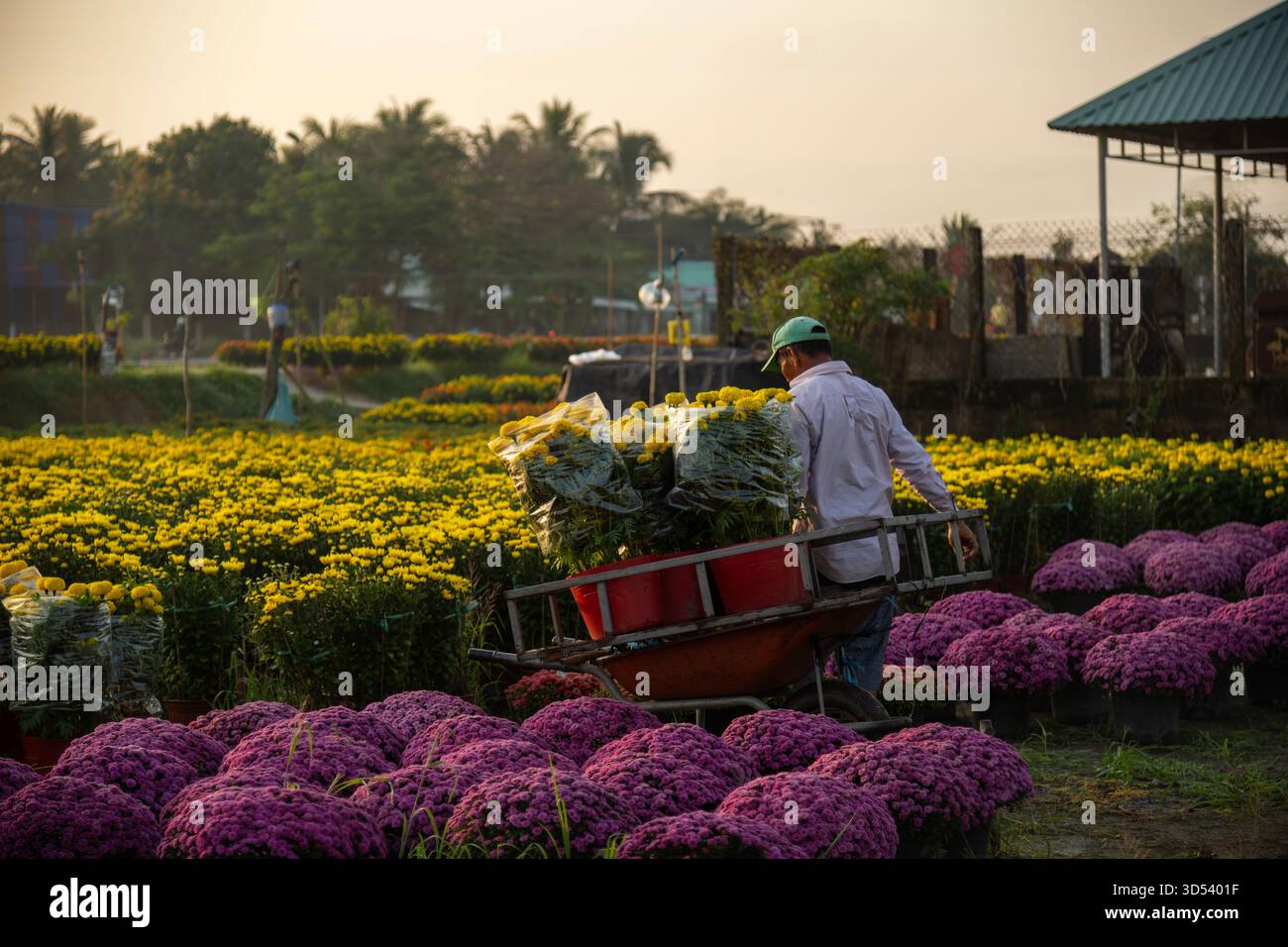 20 gennaio 2025: Una vista panoramica del villaggio di fiori Thanh Tri, provincia di Tien Giang, Vietnam, durante la stagione di picco della fioritura in preparazione del Foto Stock