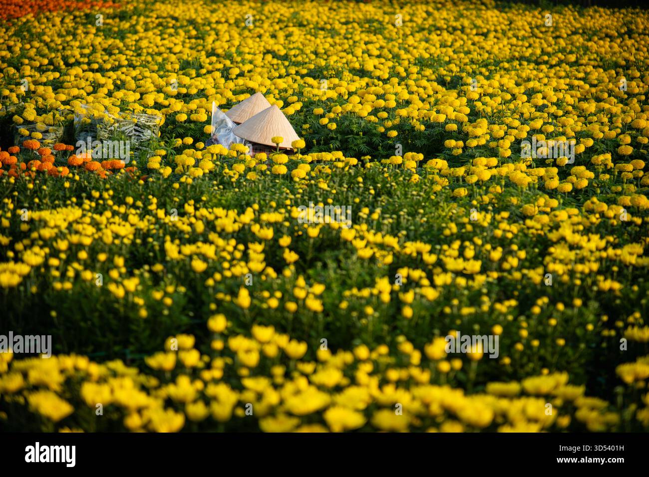 20 gennaio 2025: Una vista panoramica del villaggio di fiori Thanh Tri, provincia di Tien Giang, Vietnam, durante la stagione di picco della fioritura in preparazione del Foto Stock