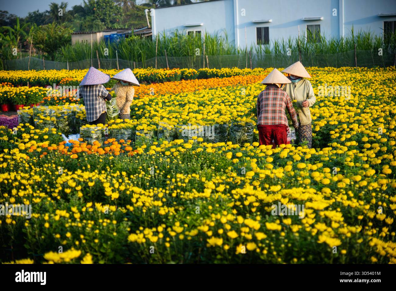 20 gennaio 2025: Una vista panoramica del villaggio di fiori Thanh Tri, provincia di Tien Giang, Vietnam, durante la stagione di picco della fioritura in preparazione del Foto Stock