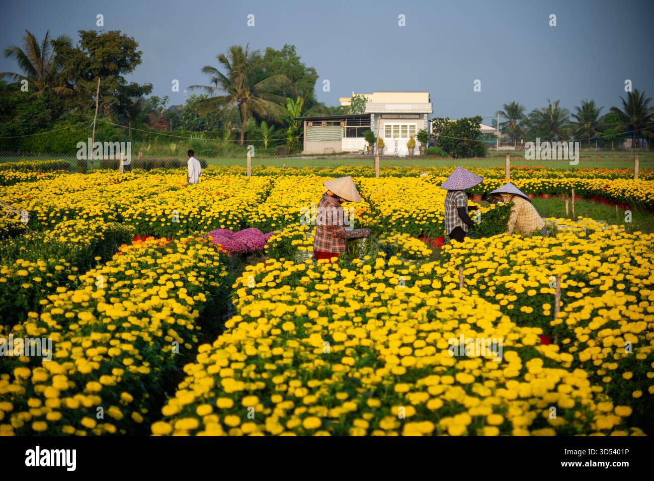 20 gennaio 2025: Una vista panoramica del villaggio di fiori Thanh Tri, provincia di Tien Giang, Vietnam, durante la stagione di picco della fioritura in preparazione del Foto Stock
