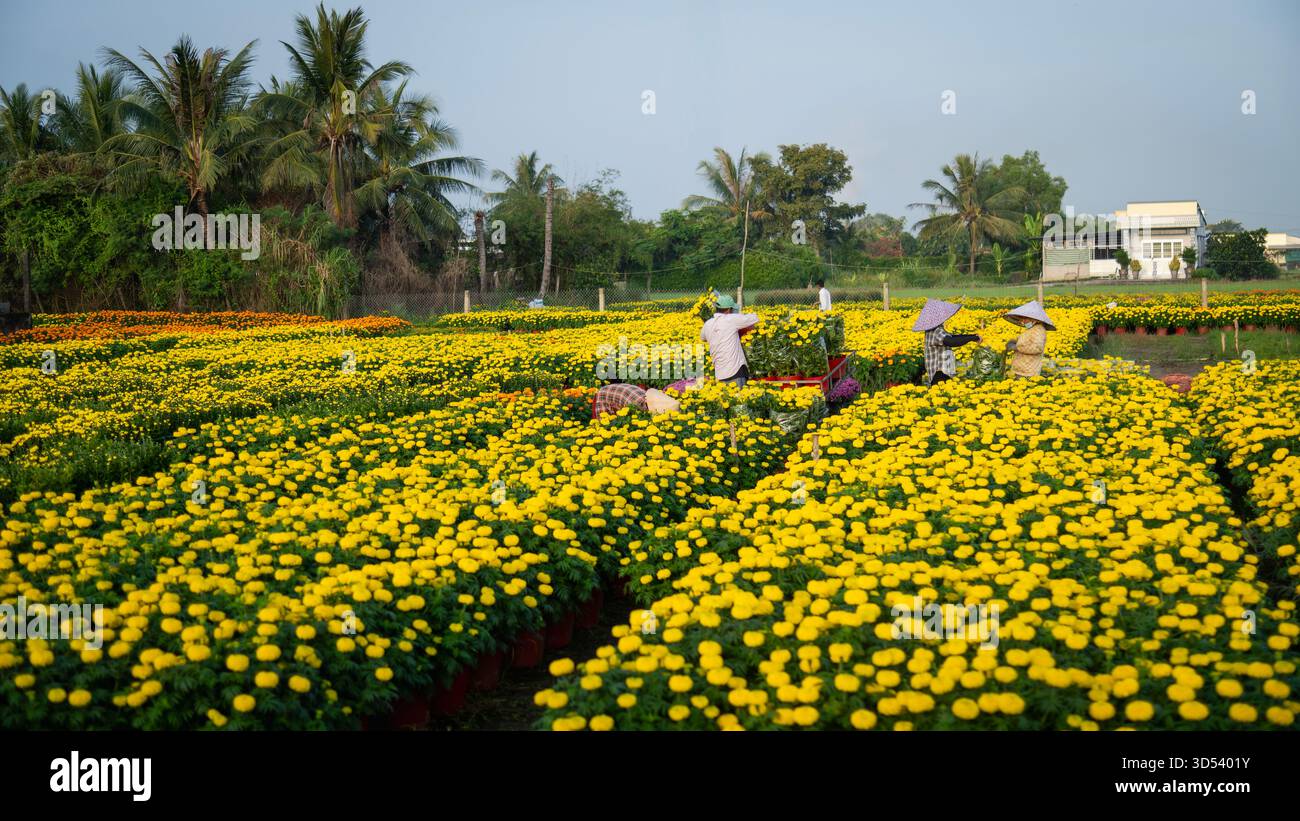 20 gennaio 2025: Una vista panoramica del villaggio di fiori Thanh Tri, provincia di Tien Giang, Vietnam, durante la stagione di picco della fioritura in preparazione del Foto Stock