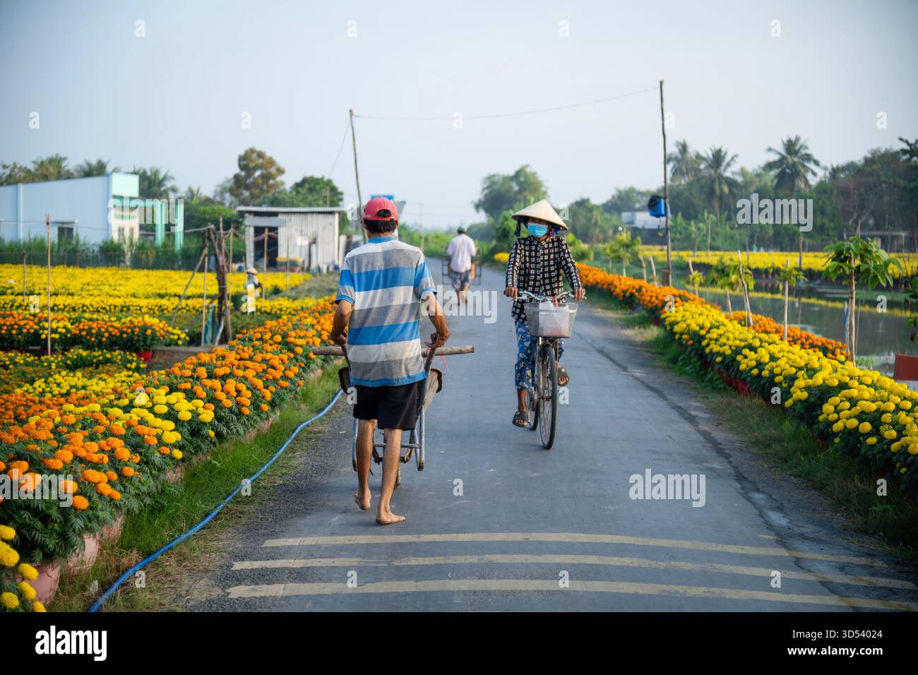 20 gennaio 2025: Una vista panoramica del villaggio di fiori Thanh Tri, provincia di Tien Giang, Vietnam, durante la stagione di picco della fioritura in preparazione del Foto Stock