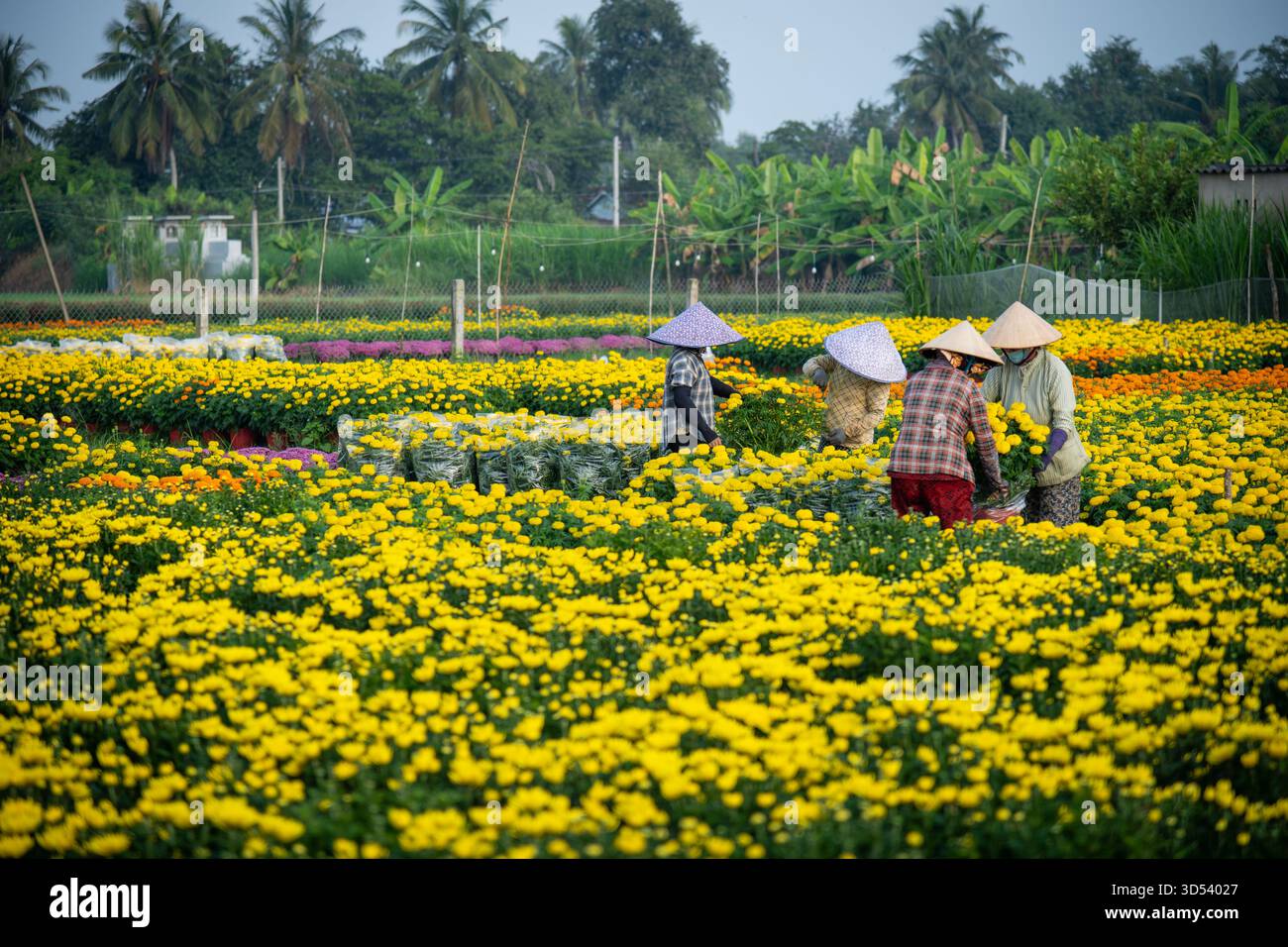 20 gennaio 2025: Una vista panoramica del villaggio di fiori Thanh Tri, provincia di Tien Giang, Vietnam, durante la stagione di picco della fioritura in preparazione del Foto Stock