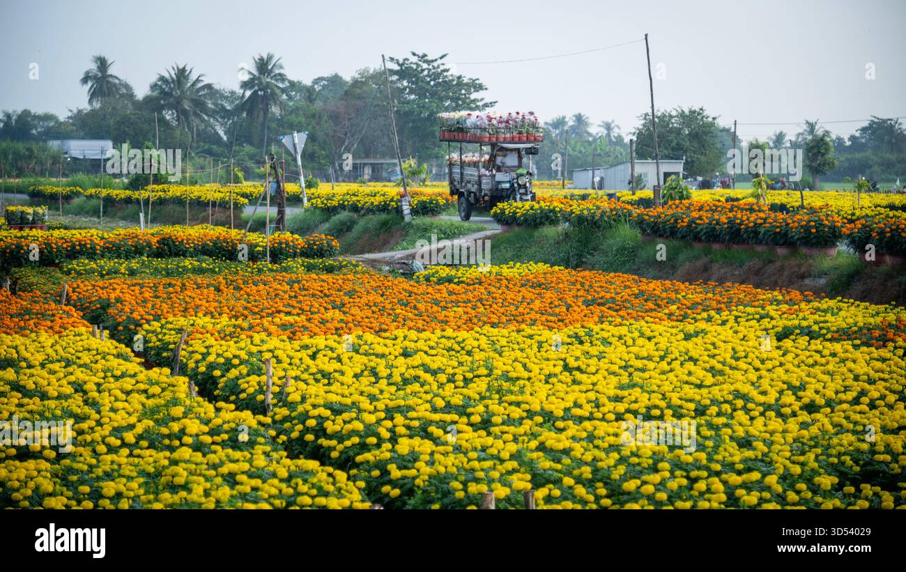 20 gennaio 2025: Una vista panoramica del villaggio di fiori Thanh Tri, provincia di Tien Giang, Vietnam, durante la stagione di picco della fioritura in preparazione del Foto Stock