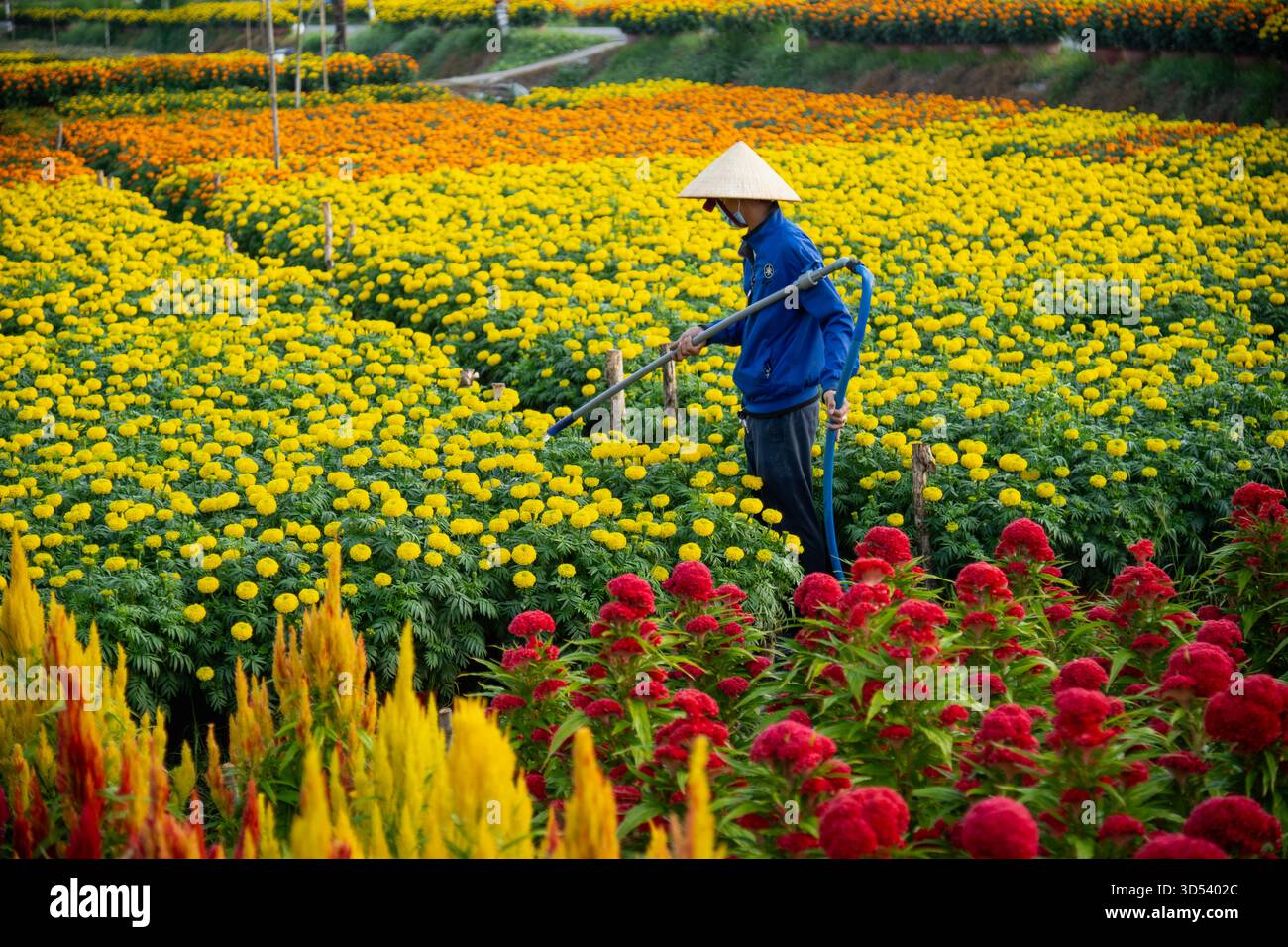 20 gennaio 2025: Una vista panoramica del villaggio di fiori Thanh Tri, provincia di Tien Giang, Vietnam, durante la stagione di picco della fioritura in preparazione del Foto Stock