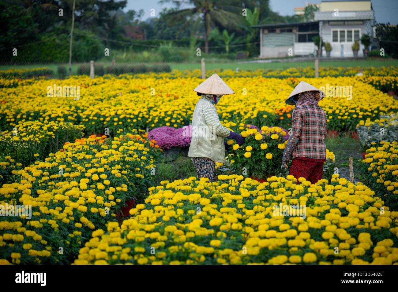 20 gennaio 2025: Una vista panoramica del villaggio di fiori Thanh Tri, provincia di Tien Giang, Vietnam, durante la stagione di picco della fioritura in preparazione del Foto Stock